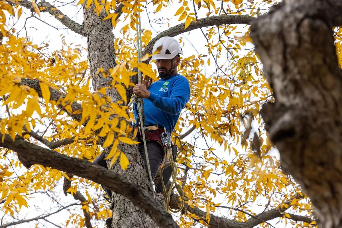 Skilled Emergency Tree Service crew working in Penfield
